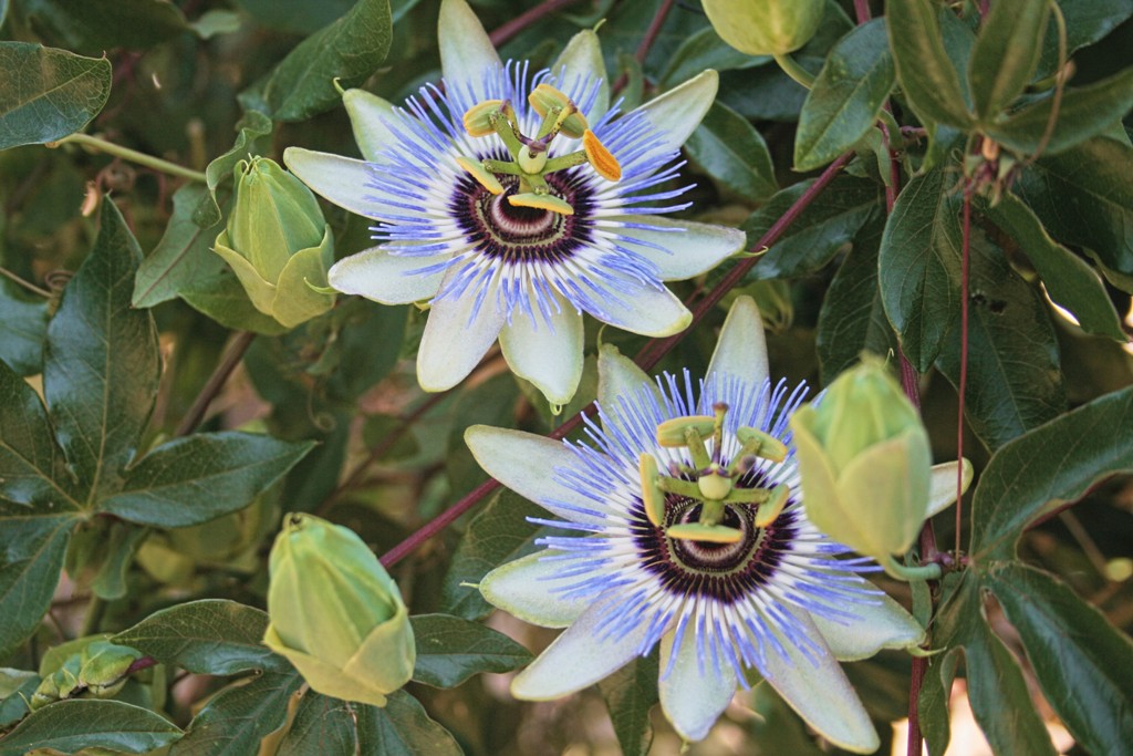 fiore passione